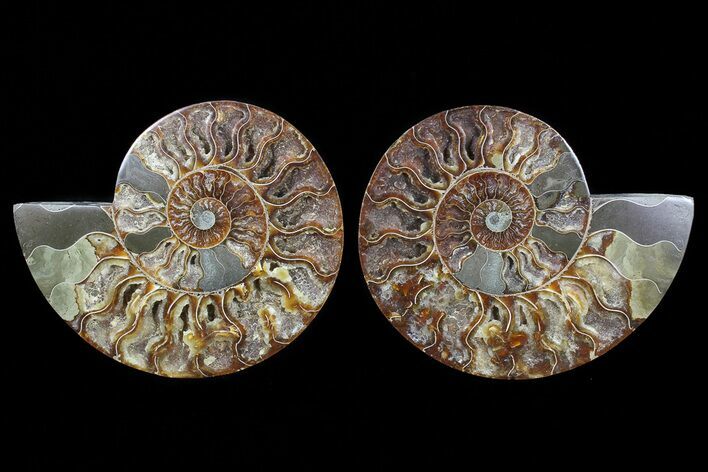 Cut & Polished Ammonite Fossil - Agatized #72919
